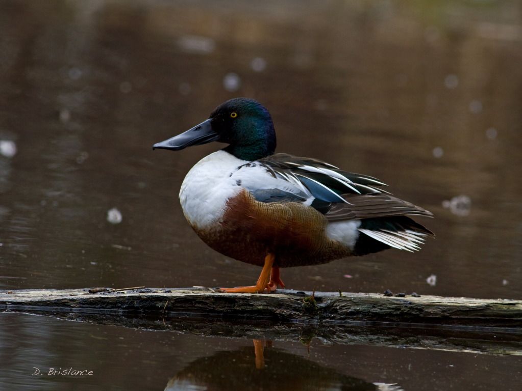 IMAGE: http://i580.photobucket.com/albums/ss243/dbriz/Northernshoveler1april2copy.jpg