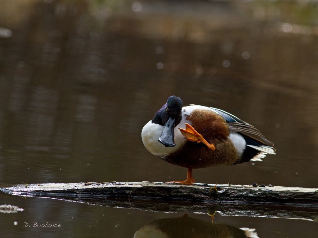 IMAGE: http://i580.photobucket.com/albums/ss243/dbriz/Northernshoveler3april2copy.jpg