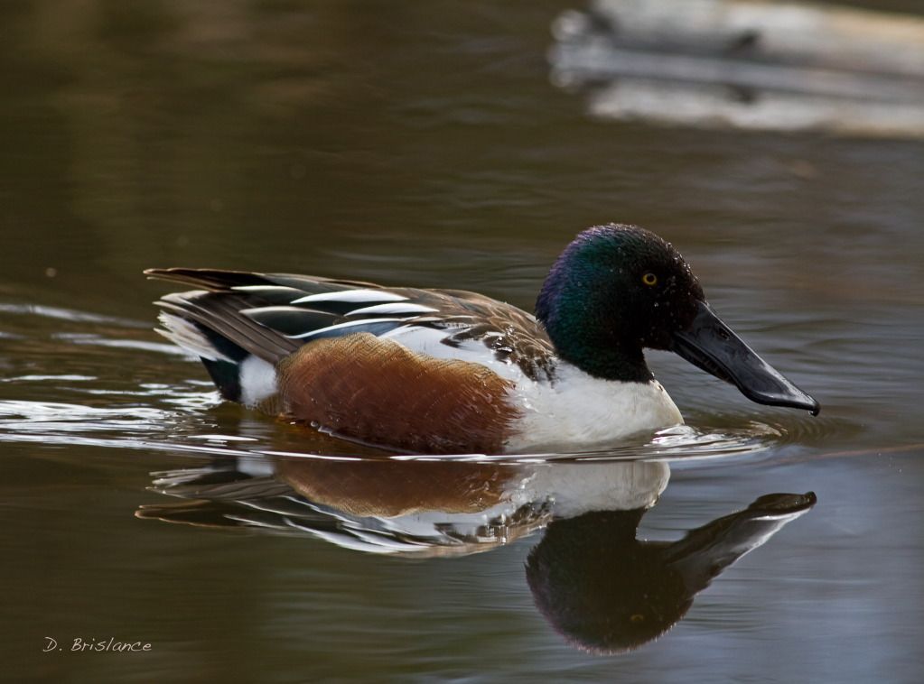 IMAGE: http://i580.photobucket.com/albums/ss243/dbriz/Northernshoveler5april2copy.jpg