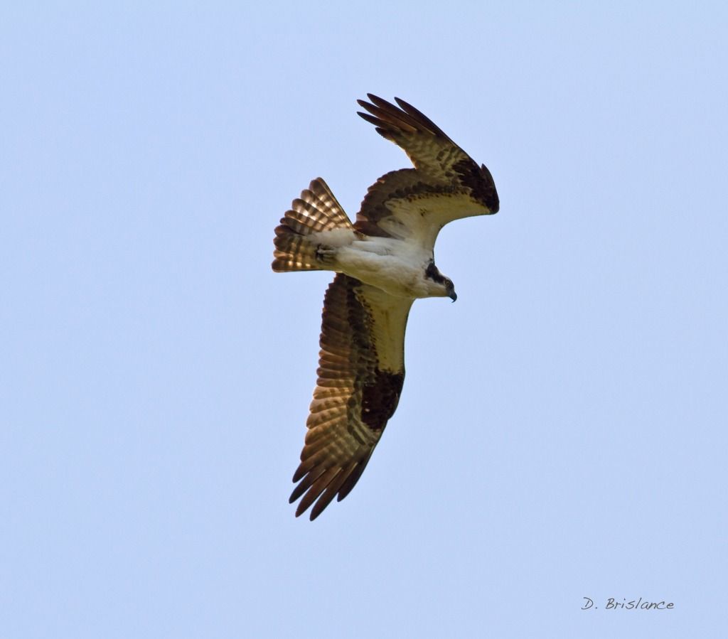 IMAGE: http://i580.photobucket.com/albums/ss243/dbriz/Ospreydive1may15copy.jpg