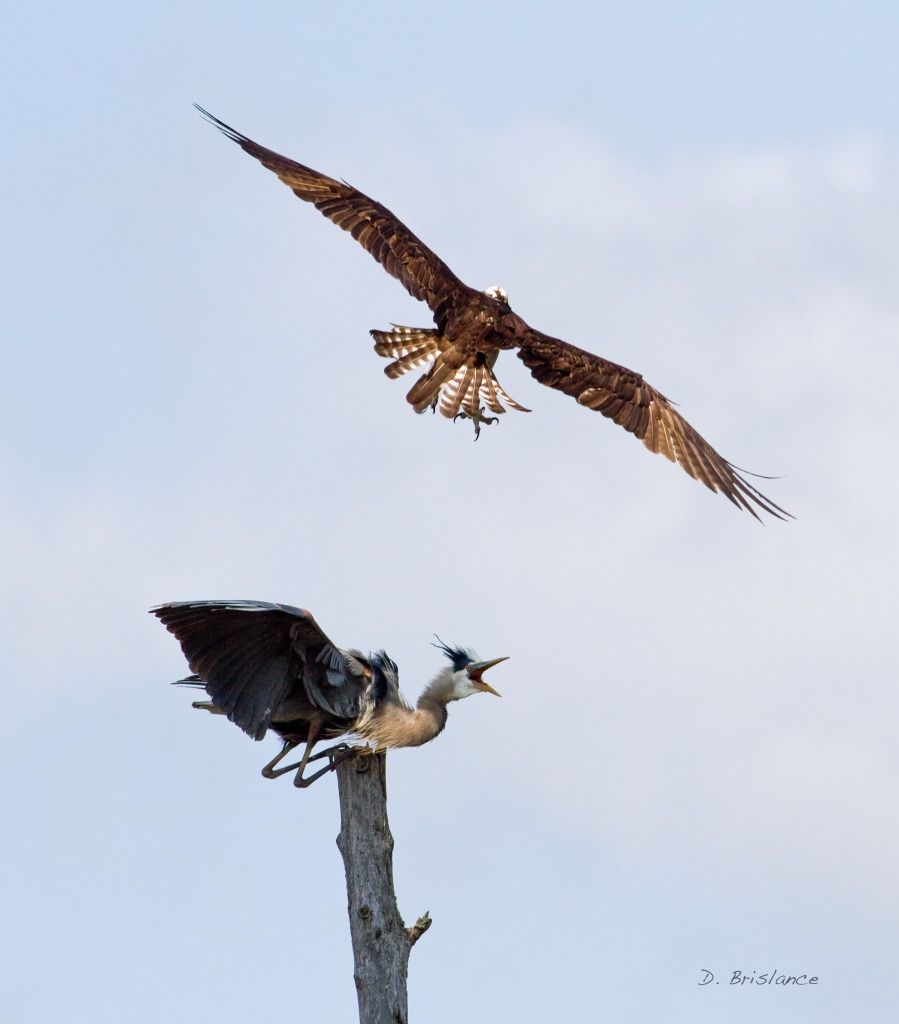 IMAGE: http://i580.photobucket.com/albums/ss243/dbriz/Ospreyheron2may15copy.jpg