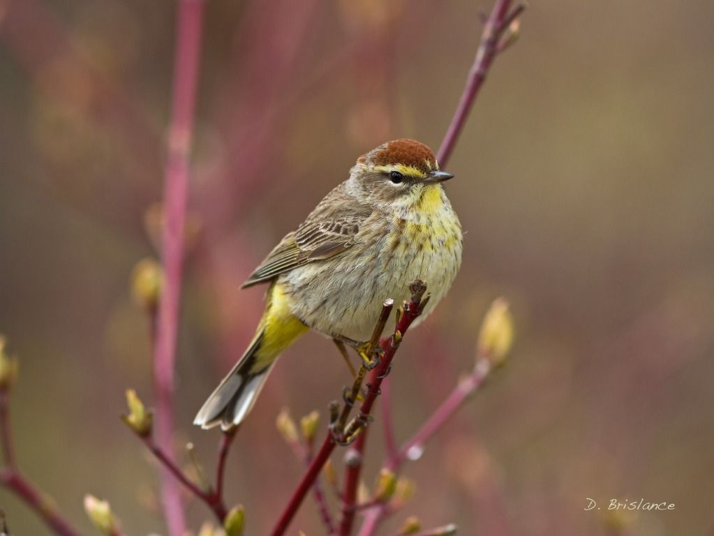 IMAGE: http://i580.photobucket.com/albums/ss243/dbriz/Palmwarbler2may7copy.jpg