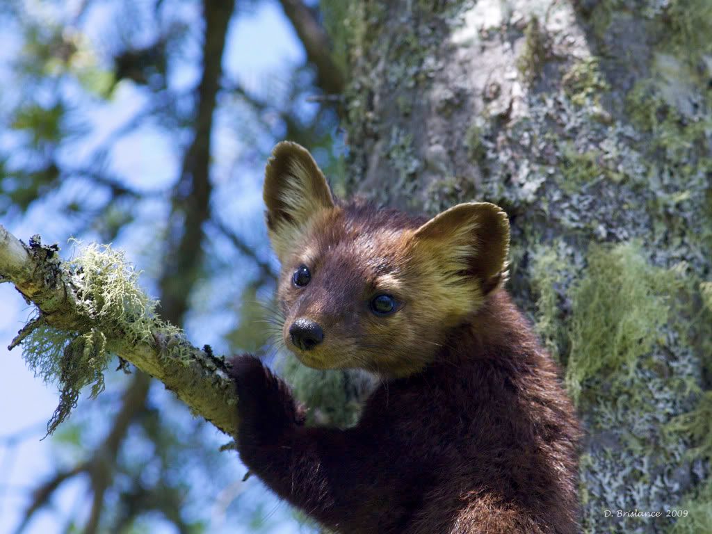 Pine Marten