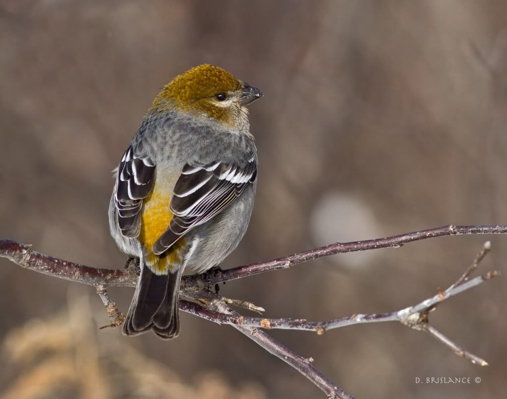 IMAGE: http://i580.photobucket.com/albums/ss243/dbriz/Pinegrosbeak1dec17copy.jpg