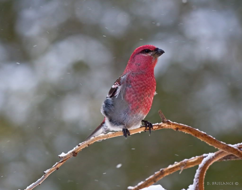 IMAGE: http://i580.photobucket.com/albums/ss243/dbriz/Pinegrosbeak1nov23copy.jpg
