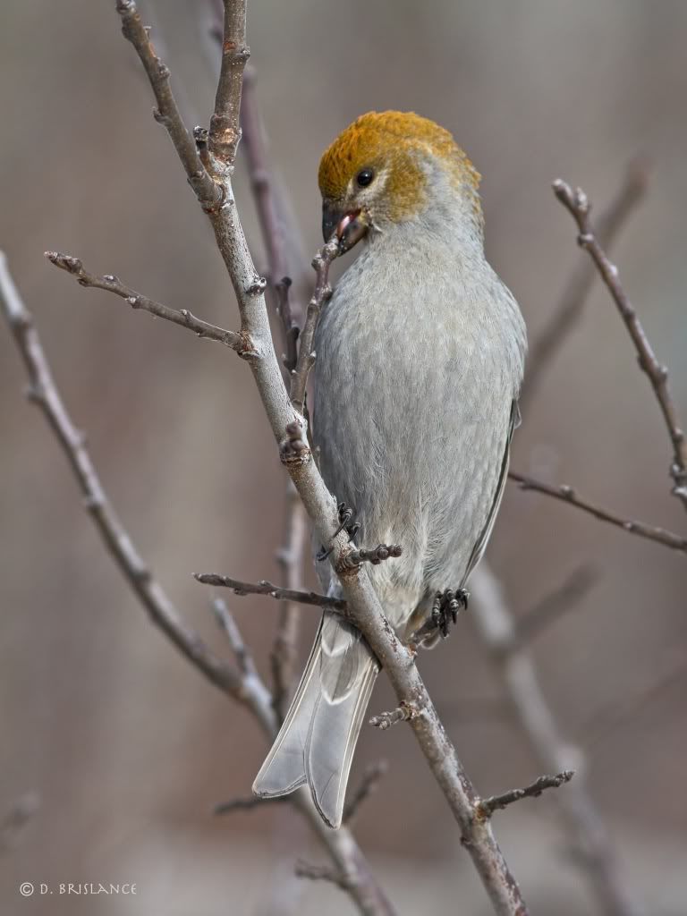 IMAGE: http://i580.photobucket.com/albums/ss243/dbriz/Pinegrosbeak3dec7copy.jpg