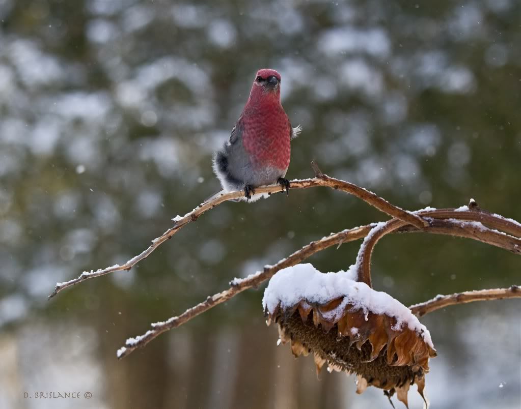 IMAGE: http://i580.photobucket.com/albums/ss243/dbriz/Pinegrosbeak3nov23copy.jpg