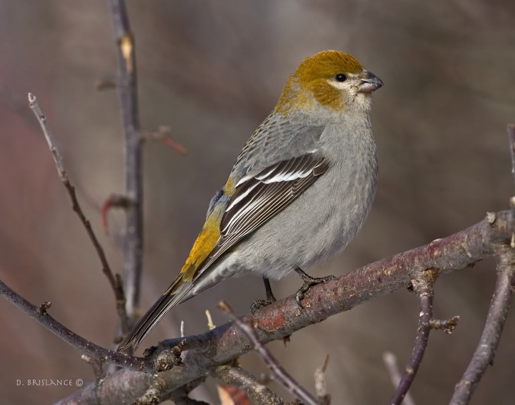 IMAGE: http://i580.photobucket.com/albums/ss243/dbriz/Pinegrosbeak4dec17copy.jpg