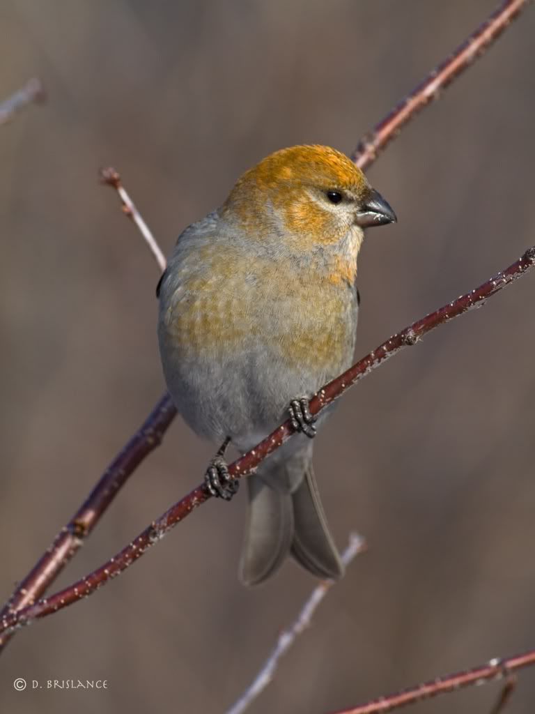 IMAGE: http://i580.photobucket.com/albums/ss243/dbriz/Pinegrosbeak4dec7copy.jpg