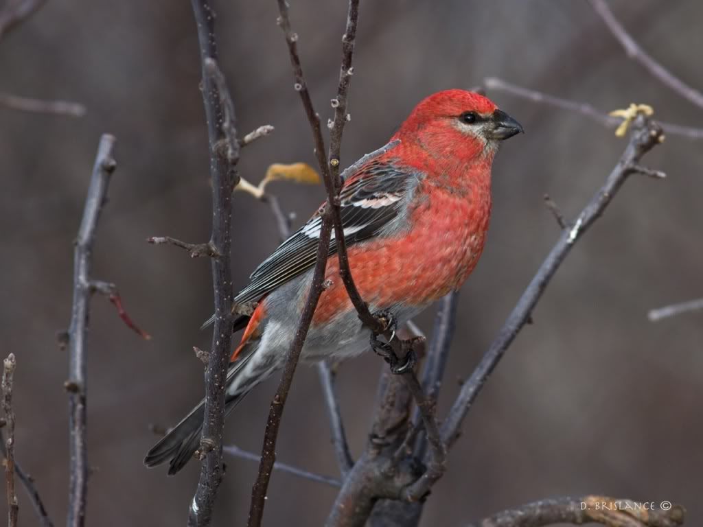 IMAGE: http://i580.photobucket.com/albums/ss243/dbriz/Pinegrosbeak6dec7copy.jpg