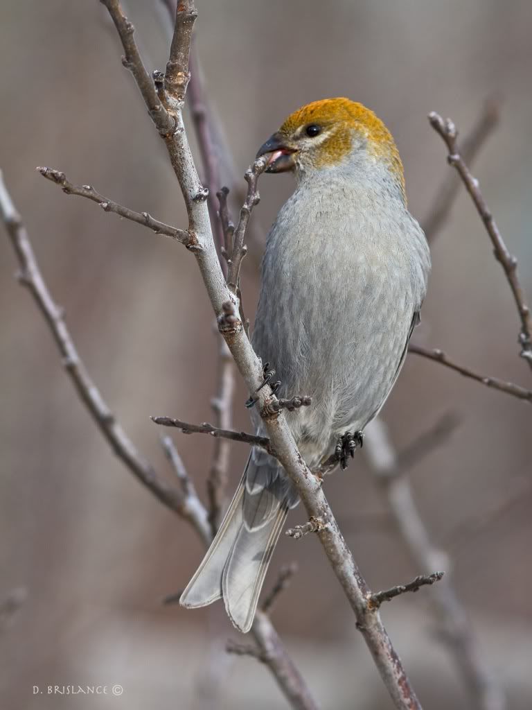 IMAGE: http://i580.photobucket.com/albums/ss243/dbriz/Pinegrosbeak7dec7copy.jpg