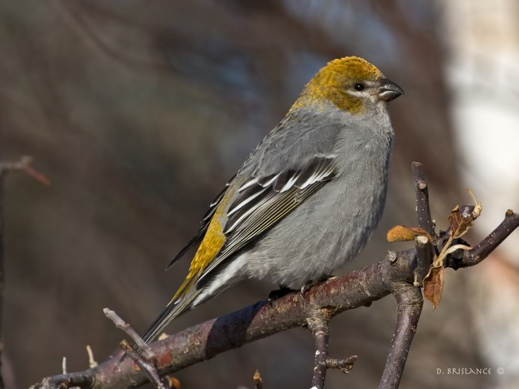 IMAGE: http://i580.photobucket.com/albums/ss243/dbriz/Pinegrosbeak8dec7copy.jpg