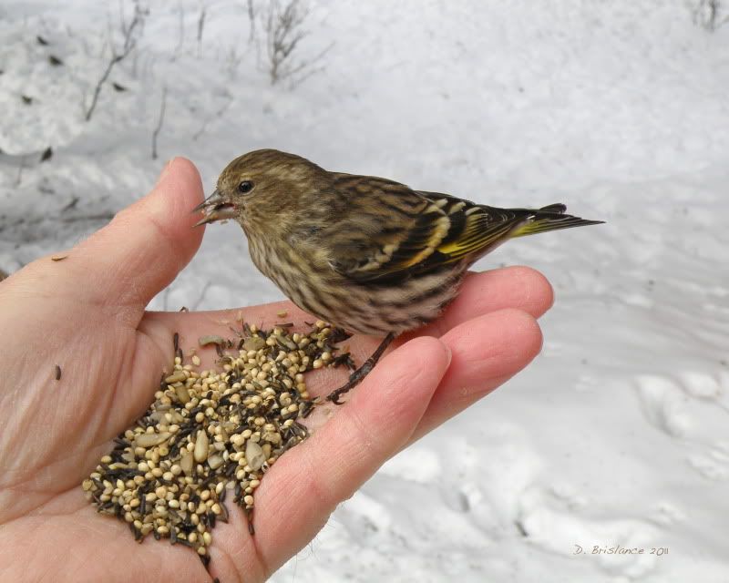IMAGE: http://i580.photobucket.com/albums/ss243/dbriz/Pinesiskin1feb12.jpg