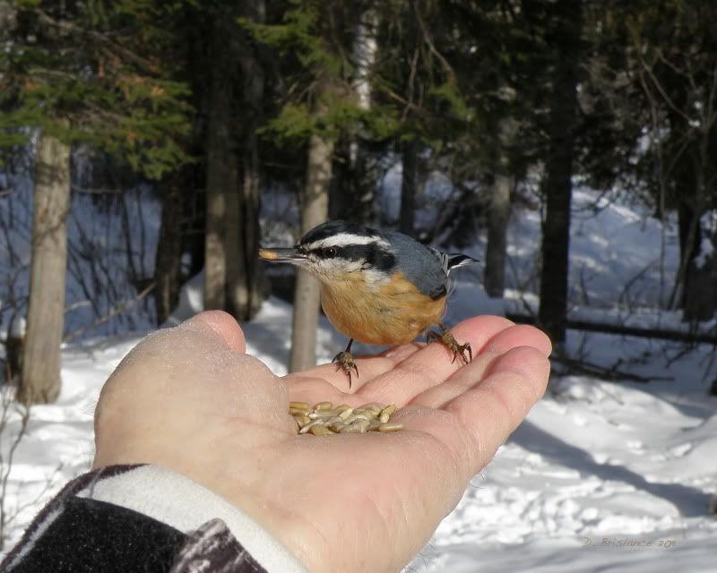 IMAGE: http://i580.photobucket.com/albums/ss243/dbriz/Redbrnuthatch3feb12.jpg
