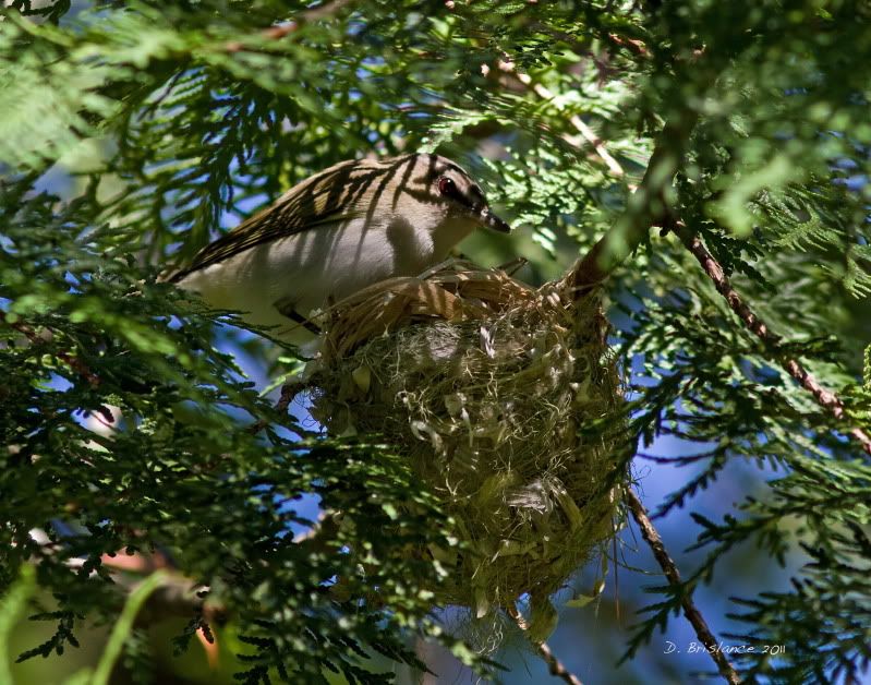 IMAGE: http://i580.photobucket.com/albums/ss243/dbriz/RedeyeV.jpg