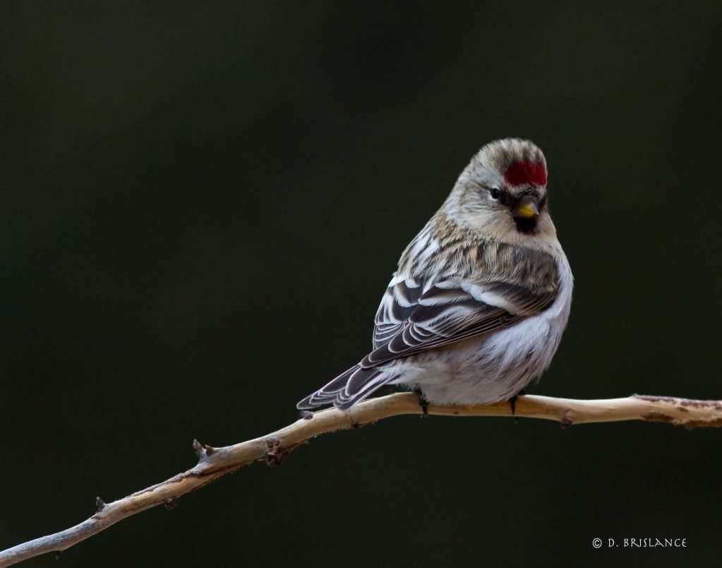 IMAGE: http://i580.photobucket.com/albums/ss243/dbriz/Redpoll2dec24copy.jpg