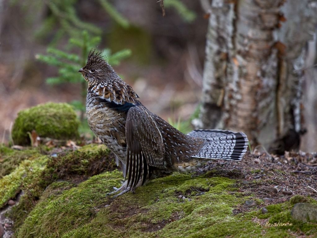 IMAGE: http://i580.photobucket.com/albums/ss243/dbriz/Ruffedgrouse1april24copy.jpg