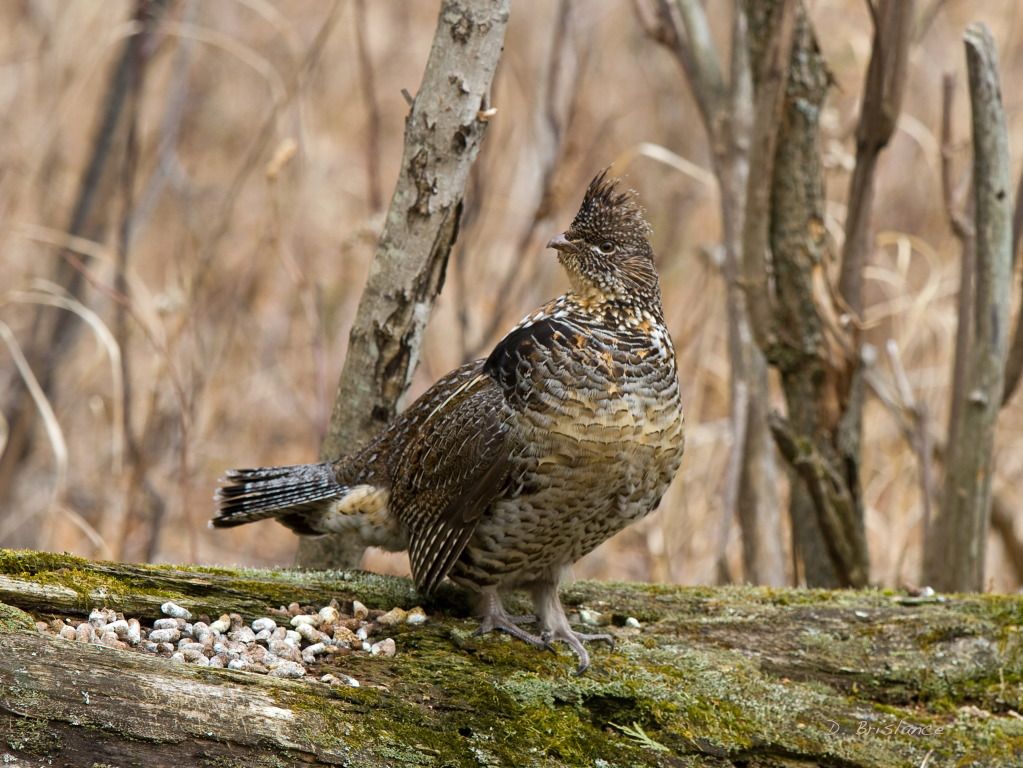 IMAGE: http://i580.photobucket.com/albums/ss243/dbriz/Ruffedgrouse1march28copy.jpg