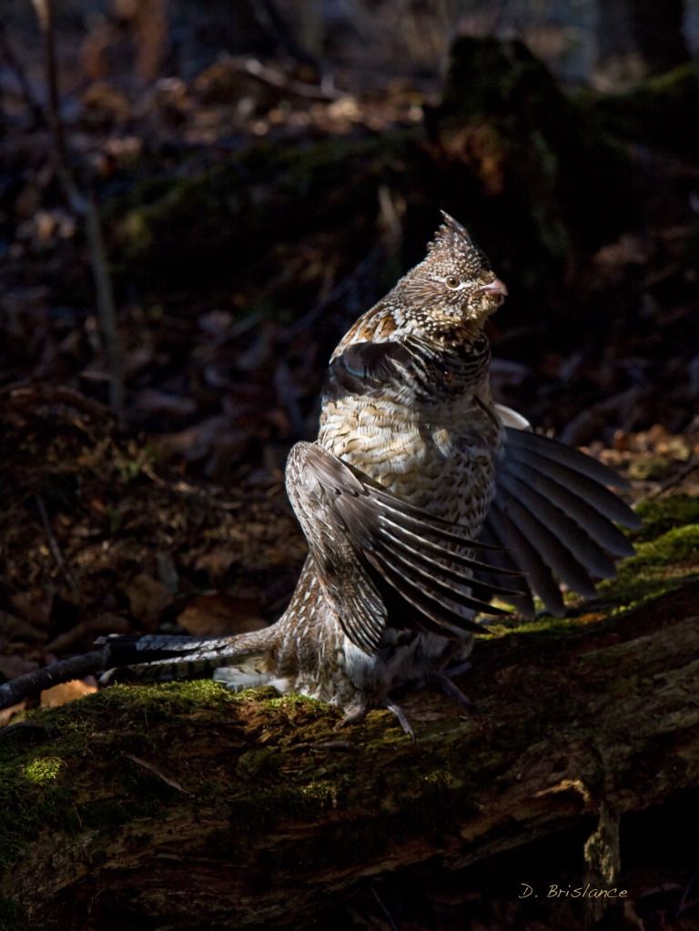 IMAGE: http://i580.photobucket.com/albums/ss243/dbriz/Ruffedgrouse23april4copy.jpg