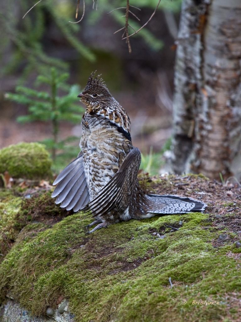 IMAGE: http://i580.photobucket.com/albums/ss243/dbriz/Ruffedgrouse2april24copy.jpg