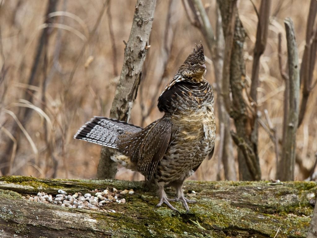 IMAGE: http://i580.photobucket.com/albums/ss243/dbriz/Ruffedgrouse3march28copy.jpg