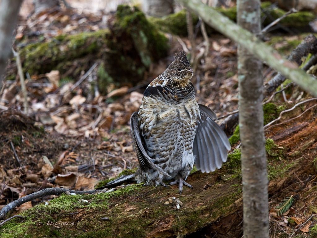 IMAGE: http://i580.photobucket.com/albums/ss243/dbriz/Ruffedgrouse5march29copy.jpg