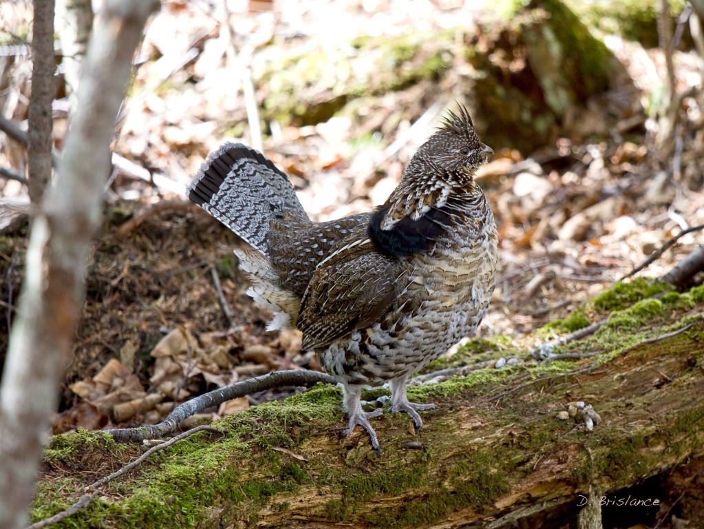 IMAGE: http://i580.photobucket.com/albums/ss243/dbriz/Ruffedgrouse6march29copy.jpg