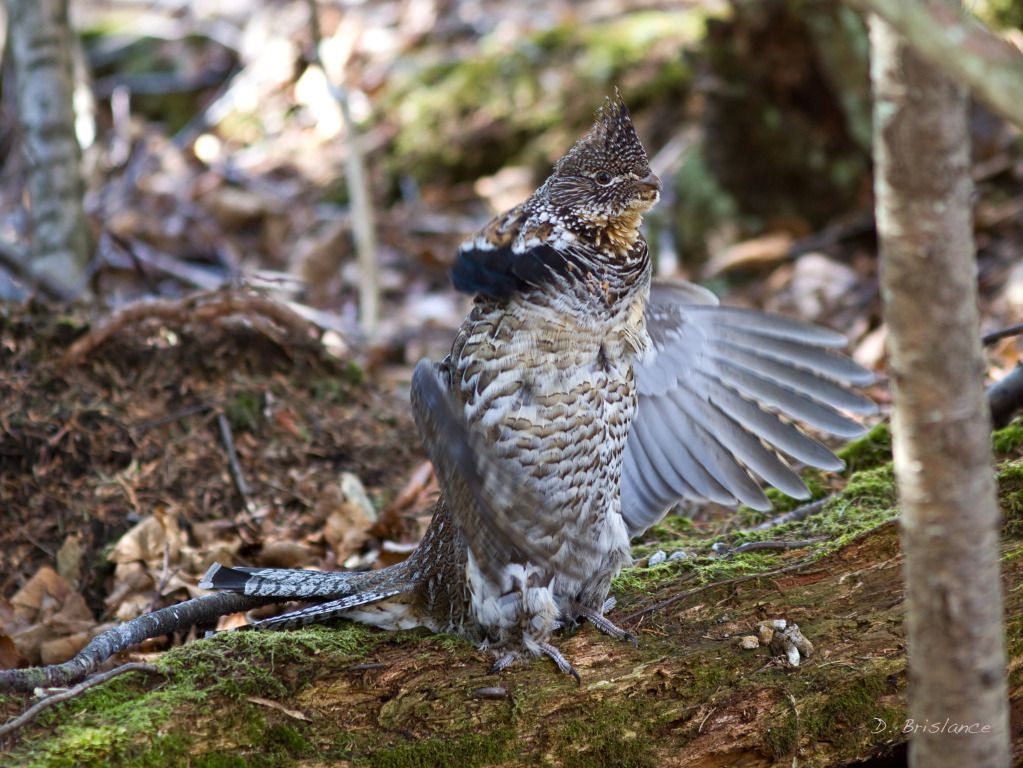 IMAGE: http://i580.photobucket.com/albums/ss243/dbriz/Ruffedgrouse8march29copy.jpg