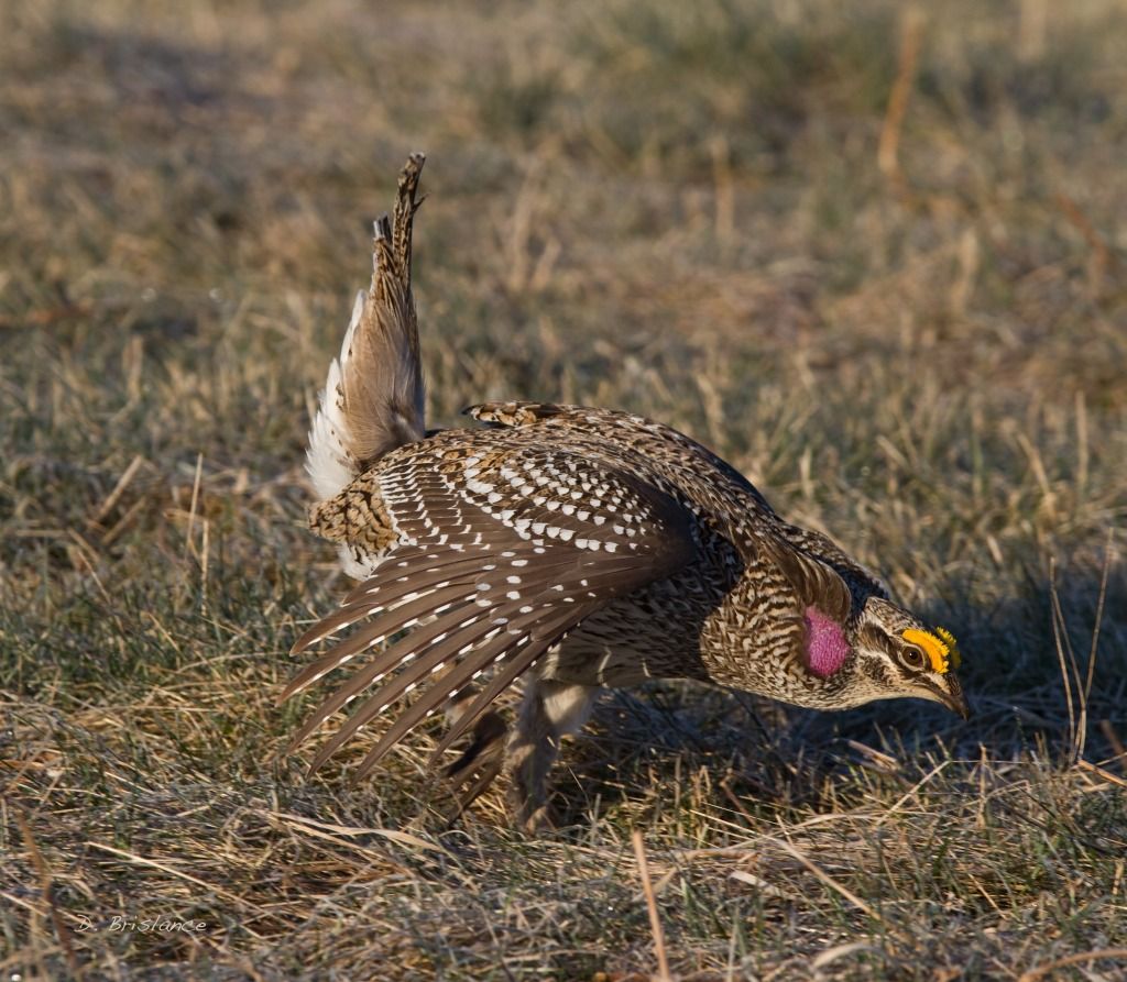 IMAGE: http://i580.photobucket.com/albums/ss243/dbriz/Sharptail12april12copy.jpg