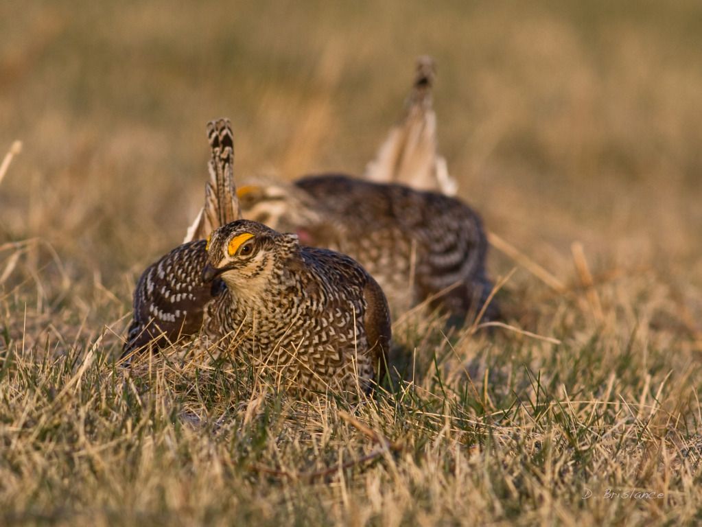 IMAGE: http://i580.photobucket.com/albums/ss243/dbriz/Sharptail14march26copy.jpg