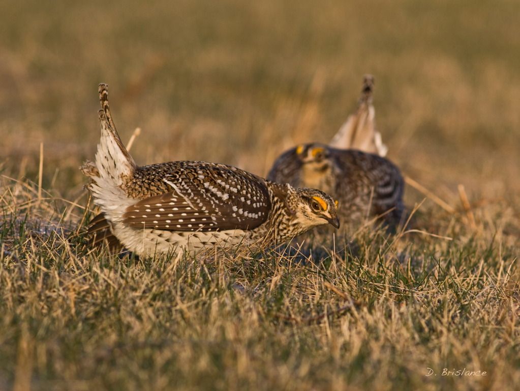 IMAGE: http://i580.photobucket.com/albums/ss243/dbriz/Sharptail3march26copy.jpg