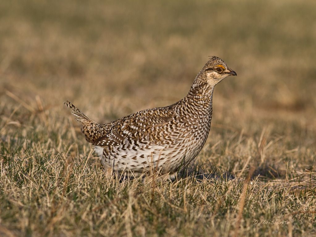 IMAGE: http://i580.photobucket.com/albums/ss243/dbriz/Sharptail4march26copy.jpg