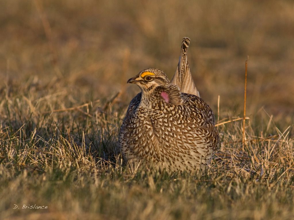 IMAGE: http://i580.photobucket.com/albums/ss243/dbriz/Sharptail6march26copy.jpg