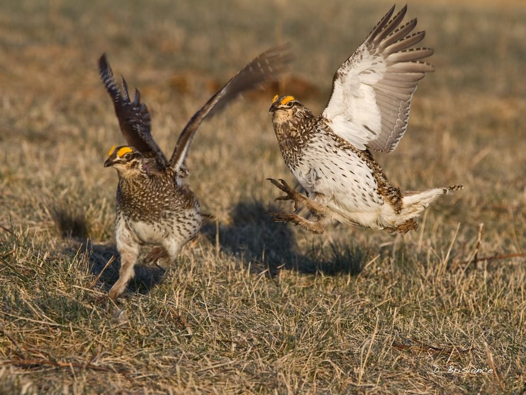 IMAGE: http://i580.photobucket.com/albums/ss243/dbriz/Sharptailed1april12copy.jpg