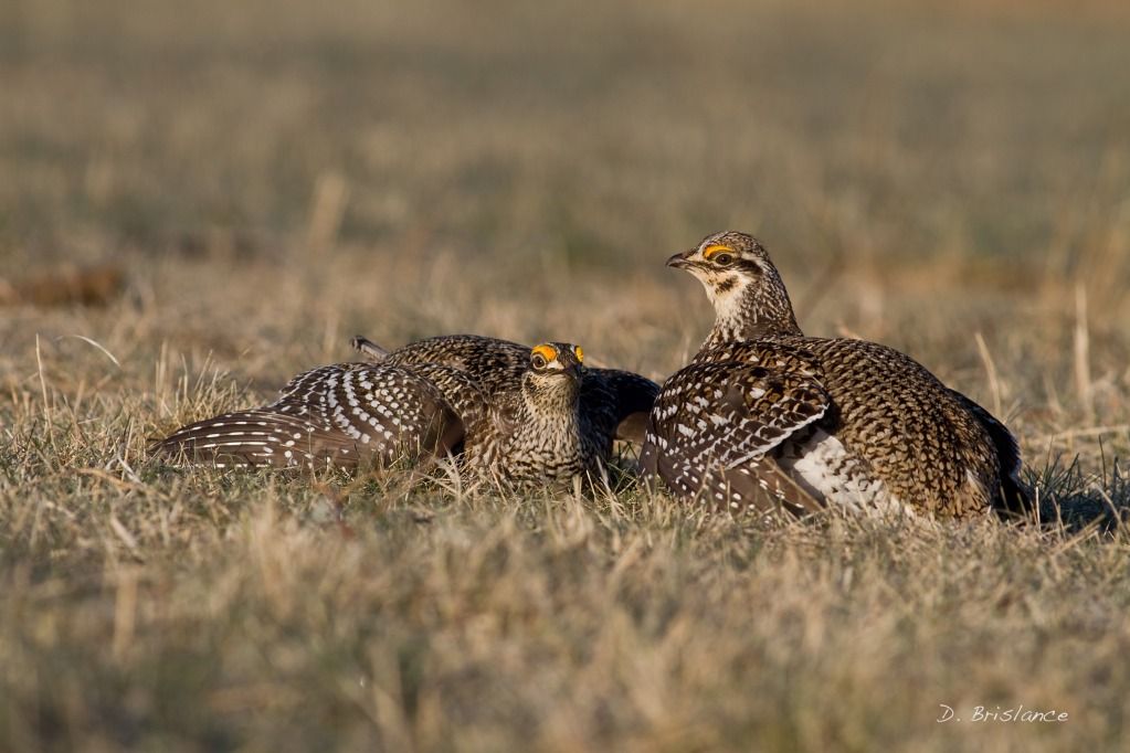 IMAGE: http://i580.photobucket.com/albums/ss243/dbriz/Sharptailed7april12copy.jpg