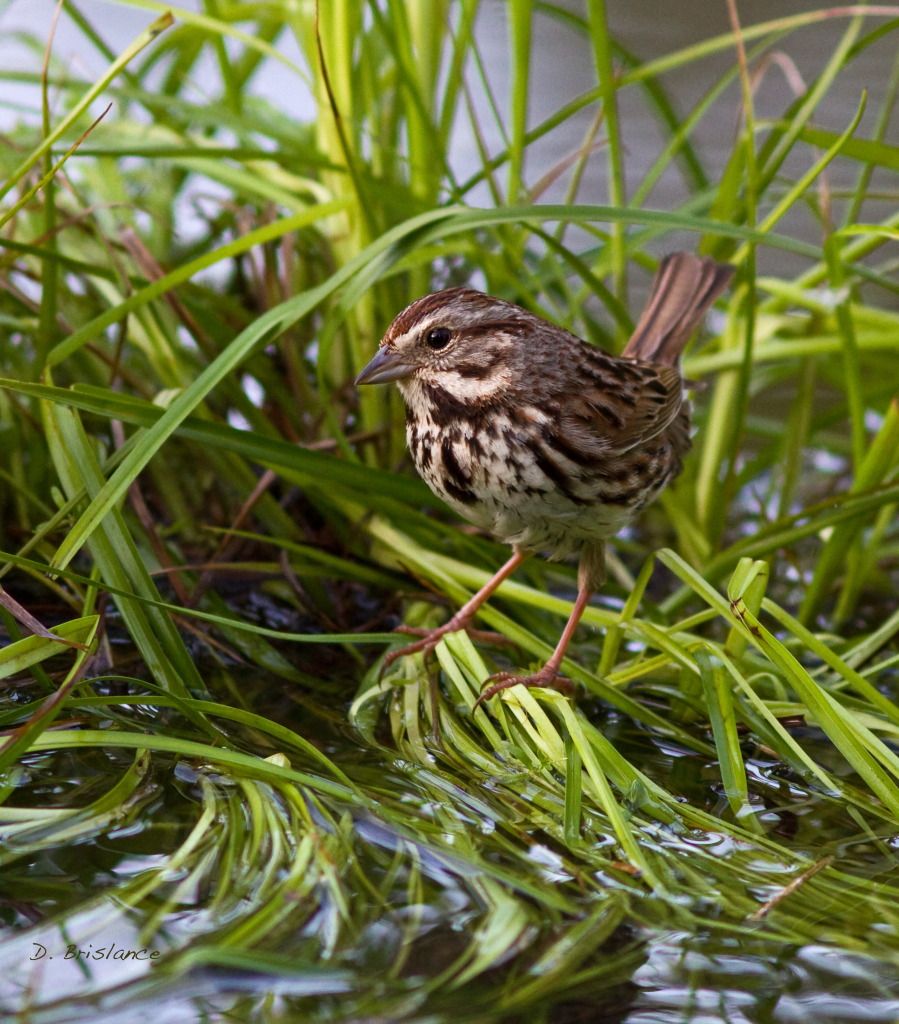 IMAGE: http://i580.photobucket.com/albums/ss243/dbriz/Songsparrow3May26copy.jpg