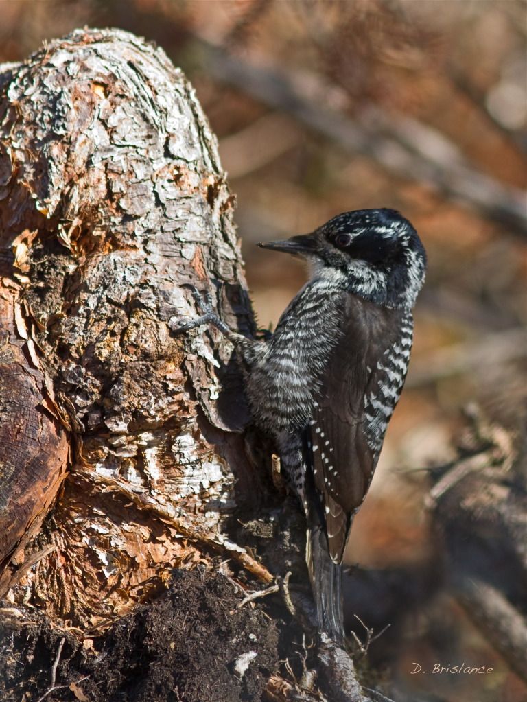 IMAGE: http://i580.photobucket.com/albums/ss243/dbriz/Threetoed2april23copy-1.jpg