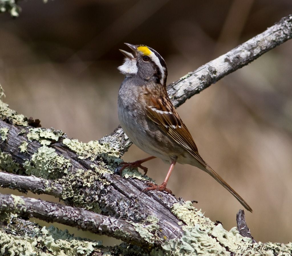 IMAGE: http://i580.photobucket.com/albums/ss243/dbriz/Whitethroat12copy.jpg