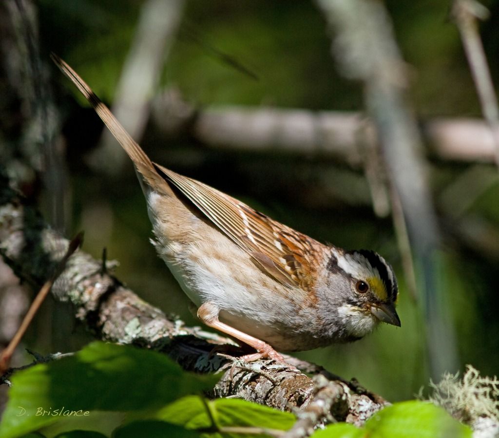 IMAGE: http://i580.photobucket.com/albums/ss243/dbriz/Whitethroated1june13copy-1.jpg