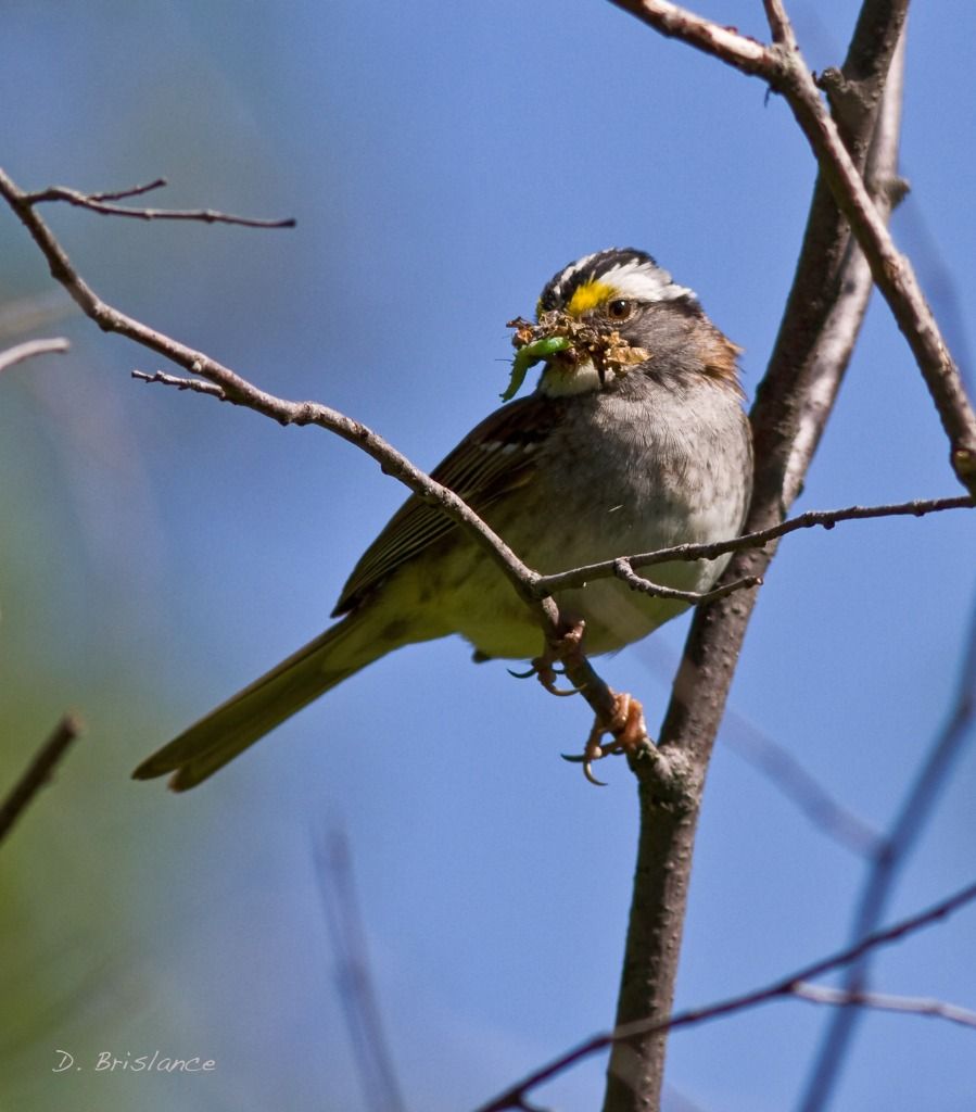 IMAGE: http://i580.photobucket.com/albums/ss243/dbriz/Whitethroated1june13copy.jpg