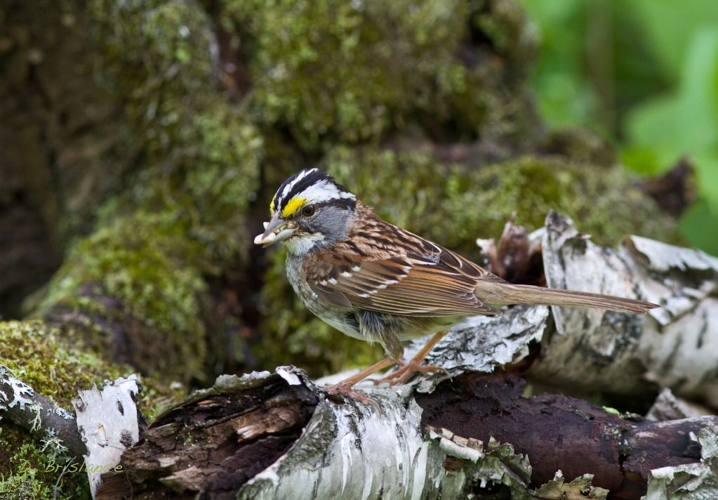 IMAGE: http://i580.photobucket.com/albums/ss243/dbriz/Whitethroated1june17copy.jpg