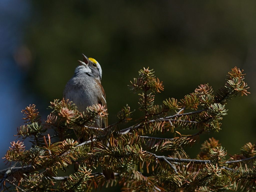 IMAGE: http://i580.photobucket.com/albums/ss243/dbriz/Whitethrsparrow1april23copy-1.jpg