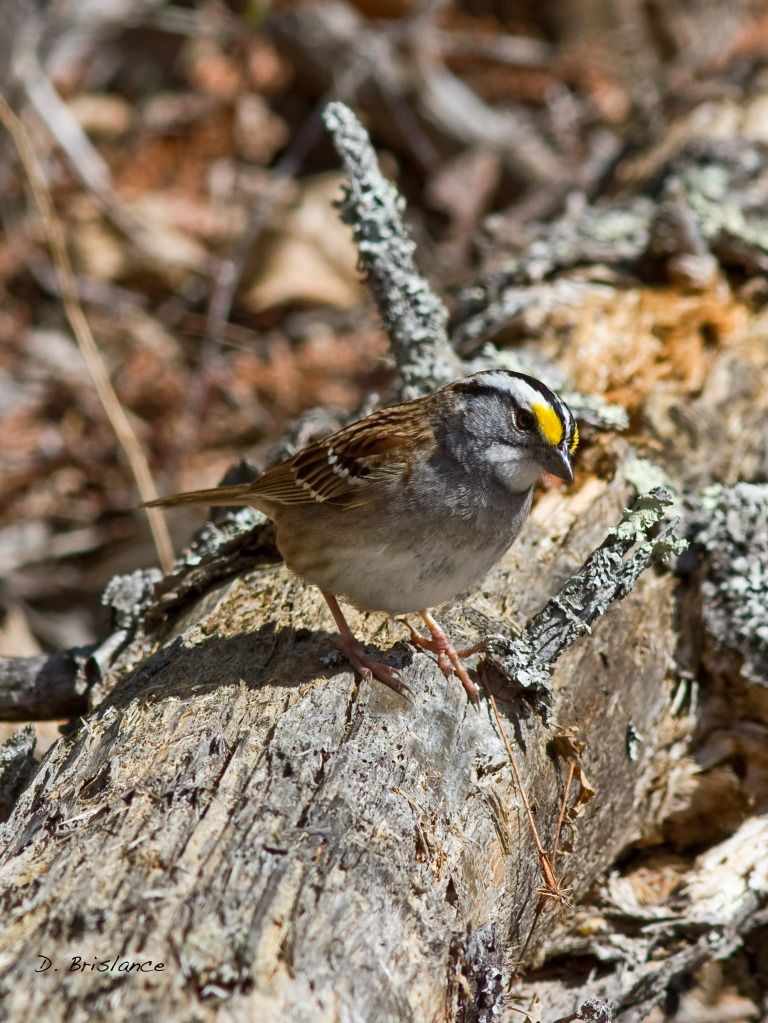 IMAGE: http://i580.photobucket.com/albums/ss243/dbriz/Whitethrsparrow1april28copy.jpg