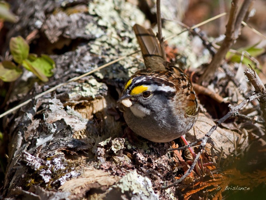 IMAGE: http://i580.photobucket.com/albums/ss243/dbriz/Whitethrsparrow2april28copy.jpg