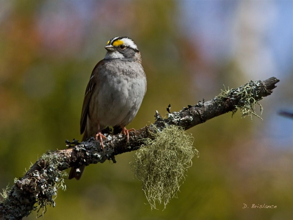 IMAGE: http://i580.photobucket.com/albums/ss243/dbriz/Whitethrsparrow4april23copy.jpg