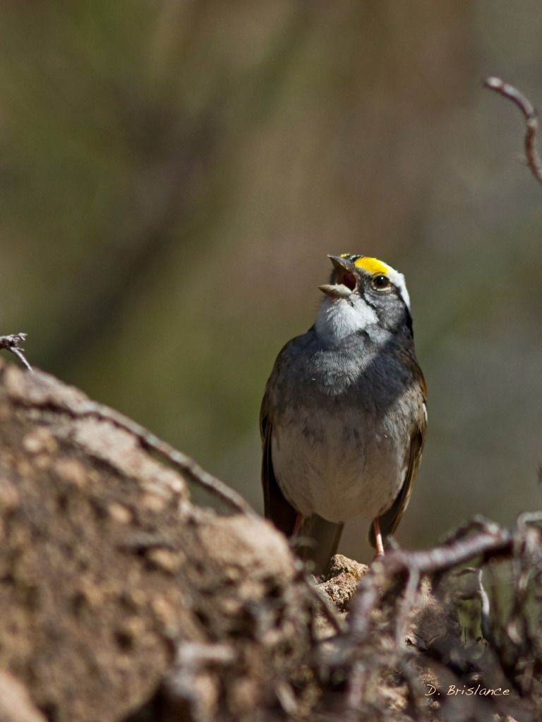 IMAGE: http://i580.photobucket.com/albums/ss243/dbriz/Whitethrsparrow5april23copy.jpg