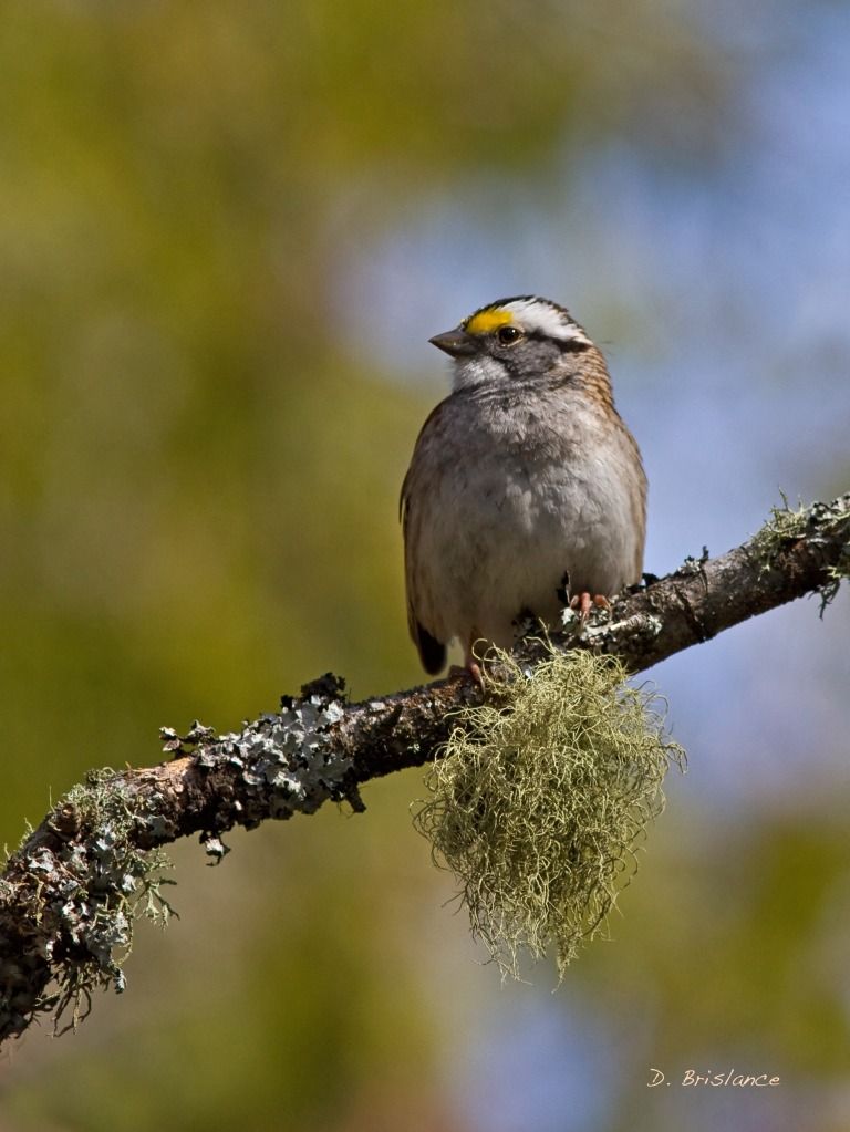 IMAGE: http://i580.photobucket.com/albums/ss243/dbriz/Whitethrsparrow6april23copy.jpg