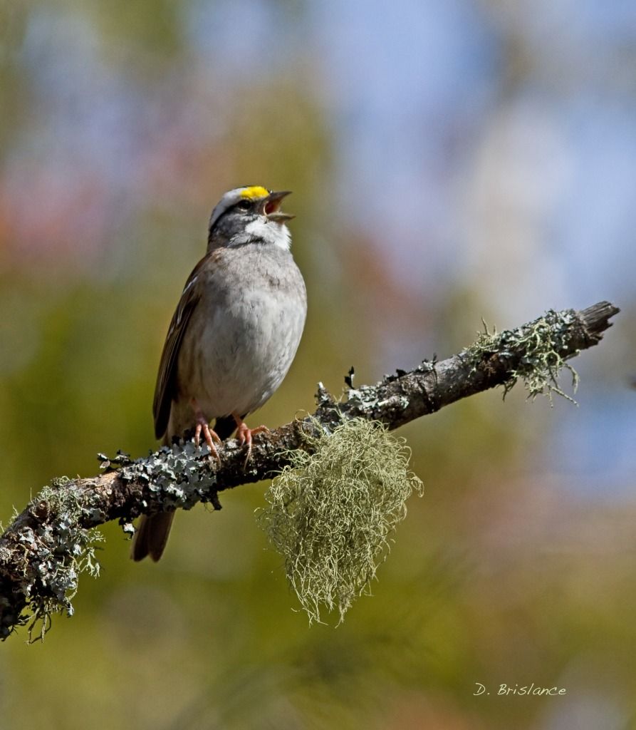 IMAGE: http://i580.photobucket.com/albums/ss243/dbriz/Whitethrsparrow7april23copy.jpg