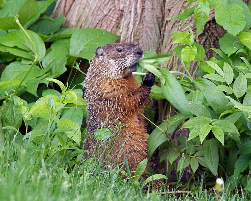 Woodchuck Image Woodchuck Graphic Code