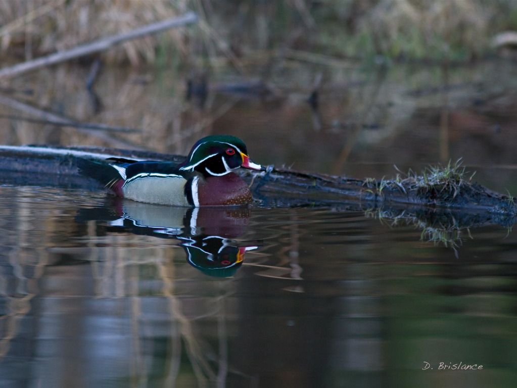 IMAGE: http://i580.photobucket.com/albums/ss243/dbriz/Wooduck3april5copy.jpg